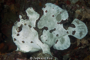 Frog Fish by Jagwang Koo 